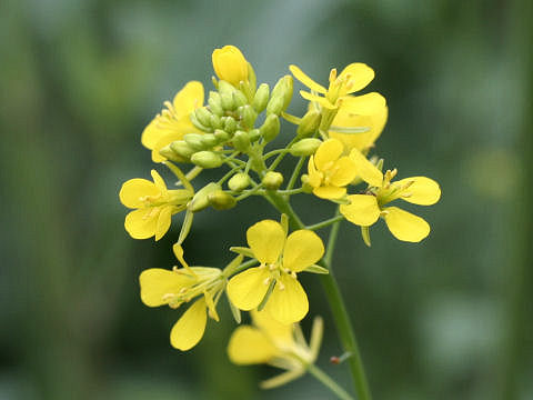 Brassica juncea