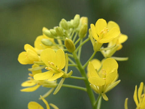 Brassica juncea