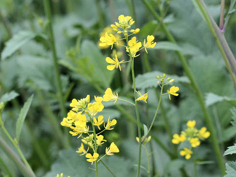 Brassica juncea