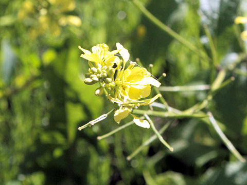 Brassica juncea