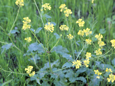 Brassica juncea