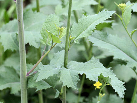 Brassica juncea