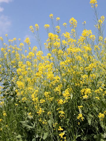 Brassica juncea