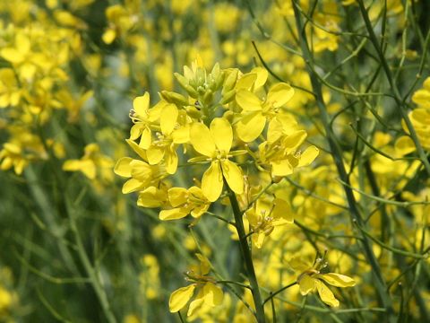 Brassica juncea