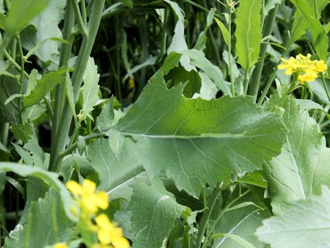 Brassica juncea