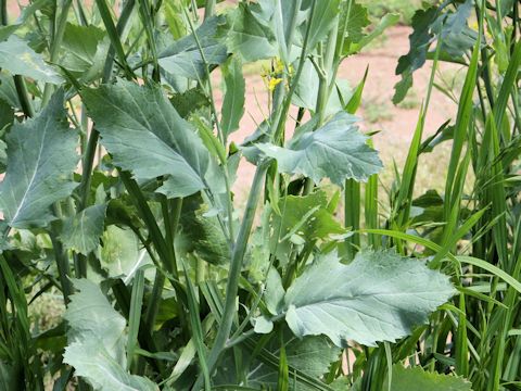 Brassica juncea