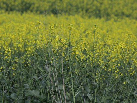 Brassica juncea