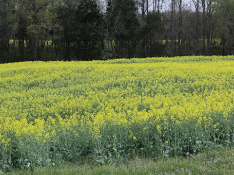 Brassica juncea