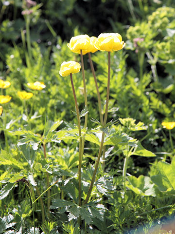 Trollius europaeus