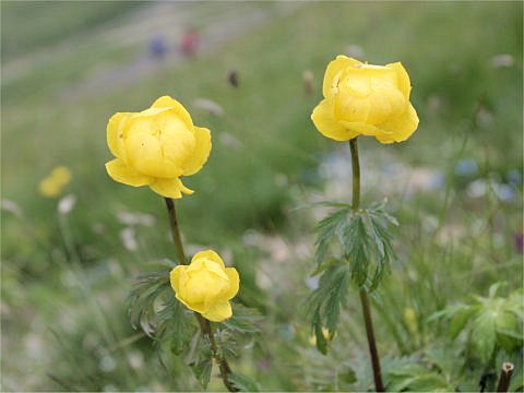 Trollius europaeus