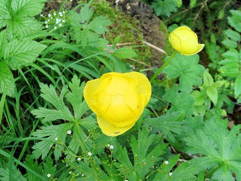 Trollius europaeus