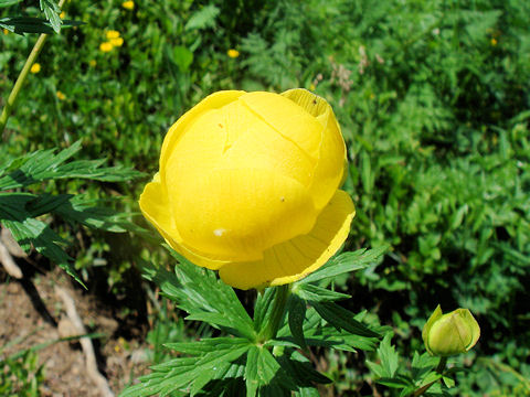 Trollius europaeus