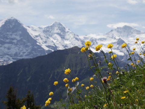 Trollius europaeus