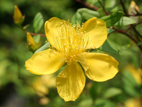 Hypericum calycinum