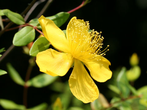 Hypericum calycinum