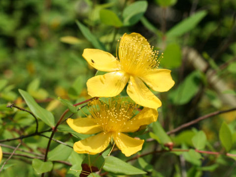 Hypericum calycinum