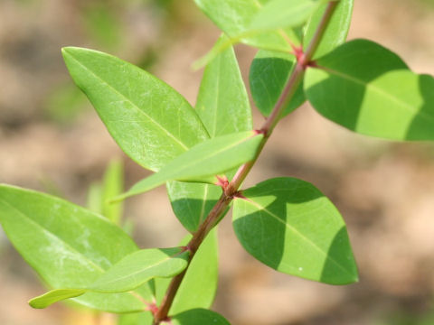 Hypericum calycinum