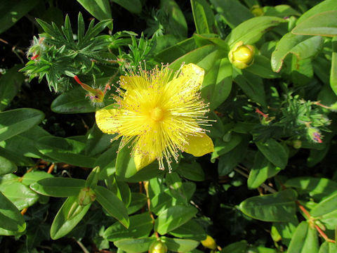 Hypericum calycinum