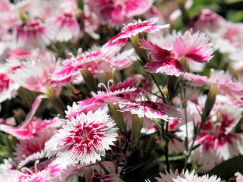 Dianthus chinensis