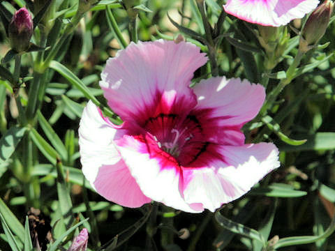 Dianthus chinensis