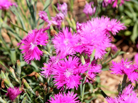 Dianthus chinensis