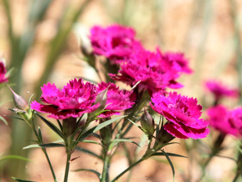 Dianthus chinensis