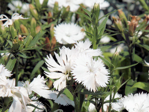 Dianthus chinensis