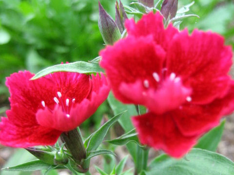 Dianthus chinensis