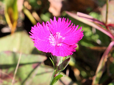 Dianthus chinensis