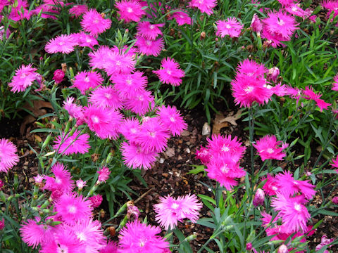 Dianthus chinensis