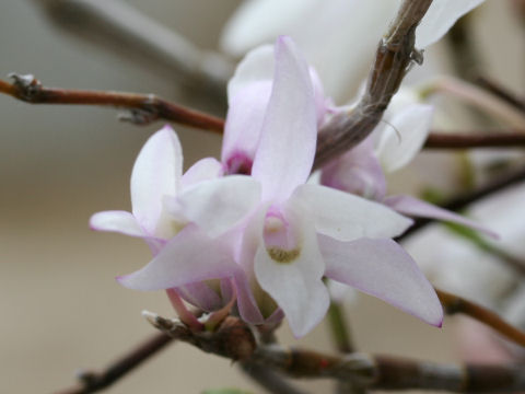 Dendrobium moniliforme