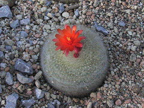 Notocactus haselbergii