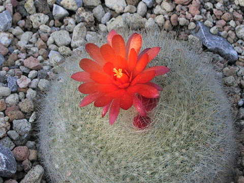 Notocactus haselbergii