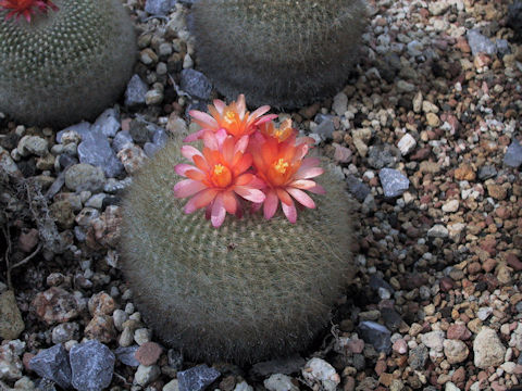 Notocactus haselbergii