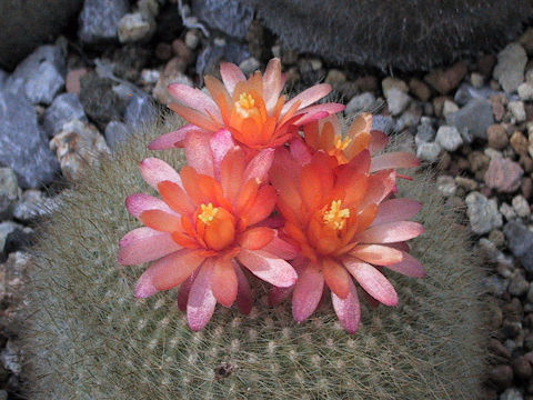 Notocactus haselbergii