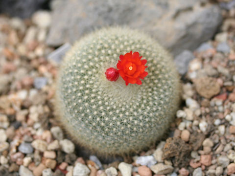 Notocactus haselbergii