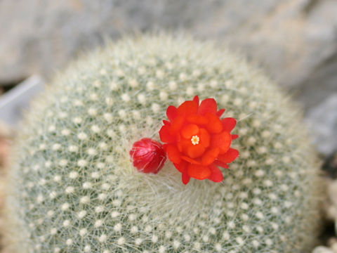 Notocactus haselbergii