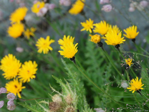 Picris hieracioides ssp. hieracioides