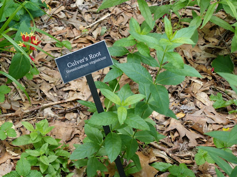 Veronicastrum virginicum