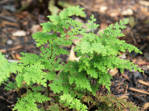 Selaginella braunii