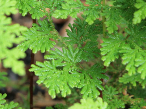 Selaginella braunii