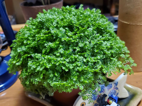 Selaginella kraussiana