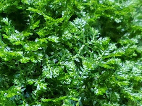 Selaginella kraussiana