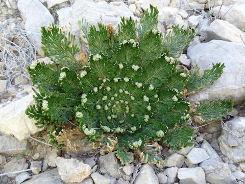 Selaginella pilifera