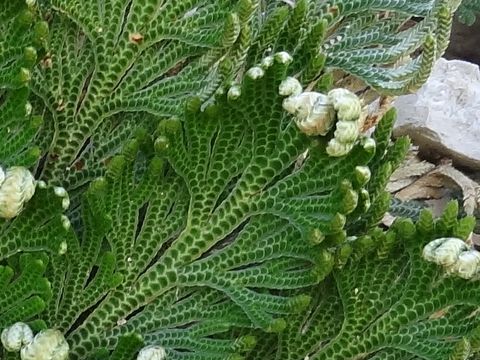 Selaginella pilifera