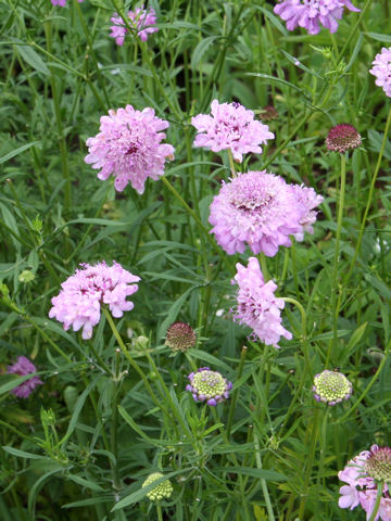 Scabiosa atropurpurea