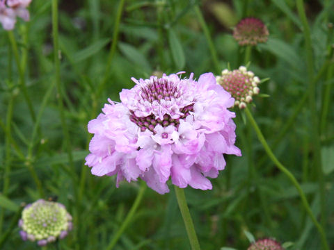 Scabiosa atropurpurea