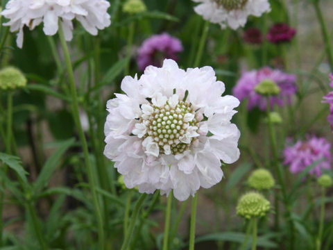 Scabiosa atropurpurea