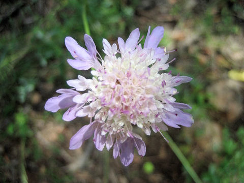 Scabiosa atropurpurea