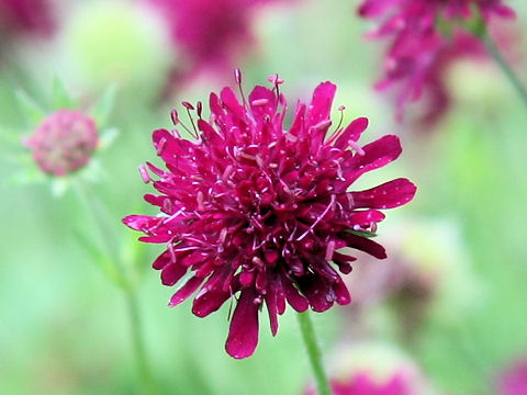 Scabiosa atropurpurea